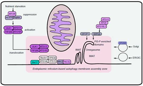 Advances in Autophagy Regulatory Mechanisms