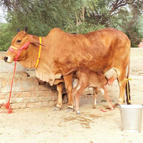 Tharparkar Cattle/MansaDairyFarm