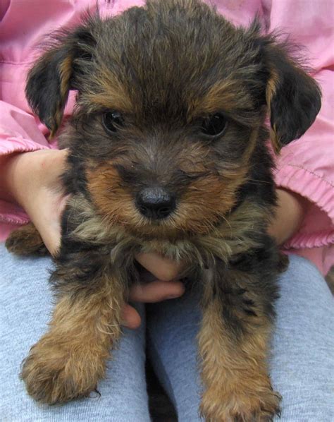 Yorkipoo, Yorkshire Terrier and Poodle Mix - SpockTheDog.com
