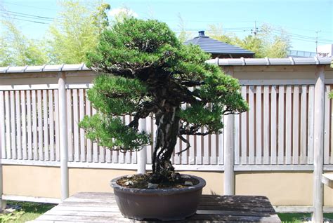 Japanese Black Pine Care: Complete Guide