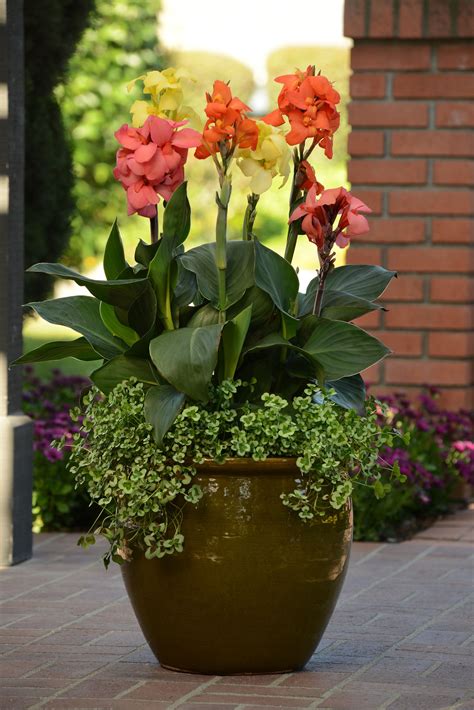 Canna Lilies - Bold, Gaudy Perennials For The Flamboyant Gardener ...
