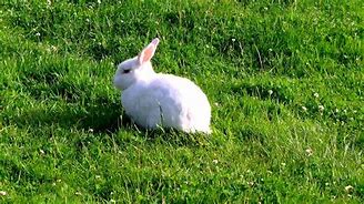 Image result for Cute Fluffy Bunny Holding a Pencil