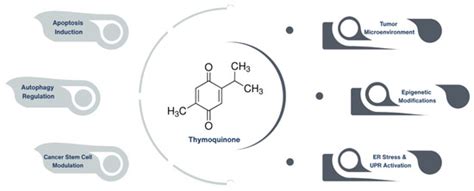 Targeting Cancer Through Thymoquinone: From Molecular Mechanisms to ...