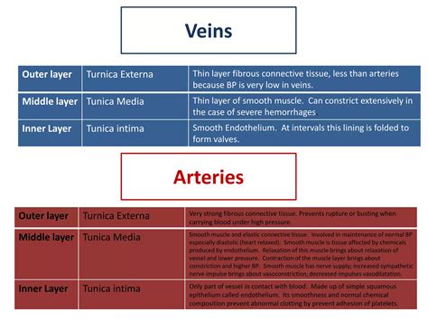 Vein and artery layers | PPTX