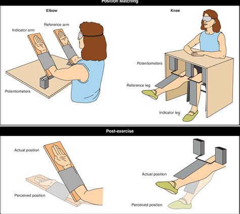 Figure 12 from The proprioceptive senses: their roles in signaling body ...