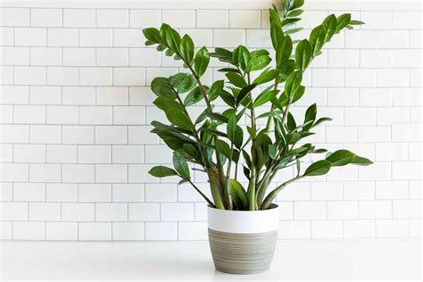 Low-Light Indoor Plants for Your Home
