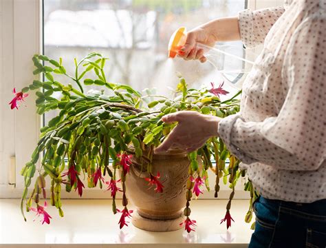 Caring for Christmas Cacti: December Tips for Holiday Blooms
