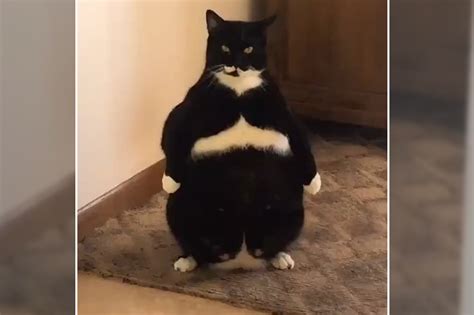 Cat Standing