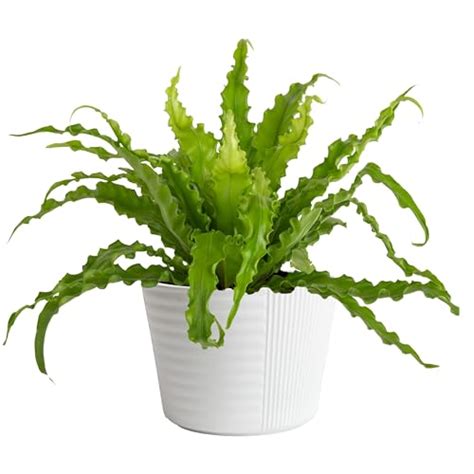 Image result for Sturdy Python Safe Plants