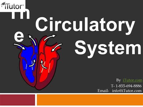 Image result for Circulatory System Tutorial