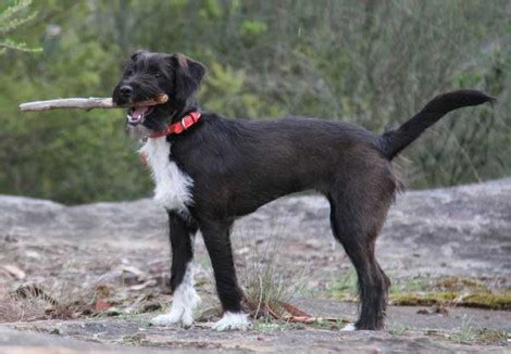 Image result for Jackapoo Dog