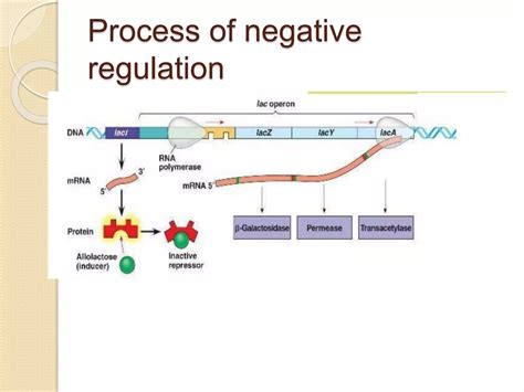 Image result for Positive Und Negative Regulation Lac Operon Chart