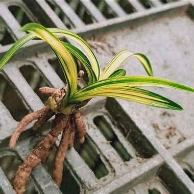 龙胜兰的处理结果龙胜兰2022已更新今日更新