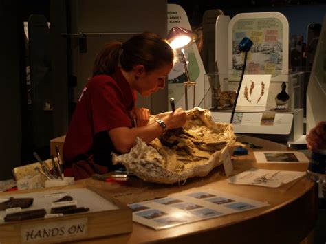 Paleontologists 的图像结果