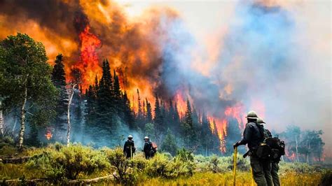 How Extreme Weather Affects Animal Migration Patterns - Animals Around The Globe