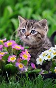 Image result for Cutest Cat Meow