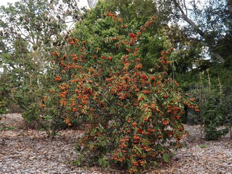 Viburnum setigerum f. aurantiacum - orange-berry tea viburnum | The ...