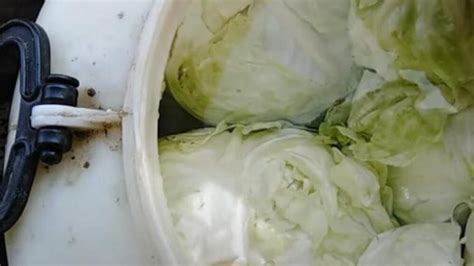 KUVARI OTKRILI KAKO DA KISELI KUPUS POTRAJE DO LJETA: Najvažniji je 1 ...