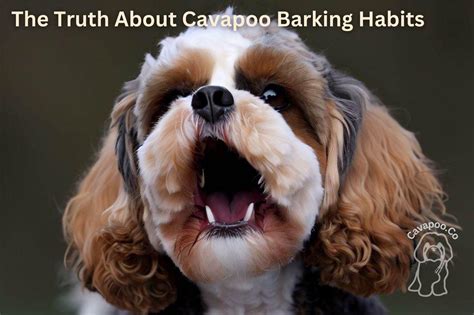 Rezultat imagine pentru Cavapoo Barking