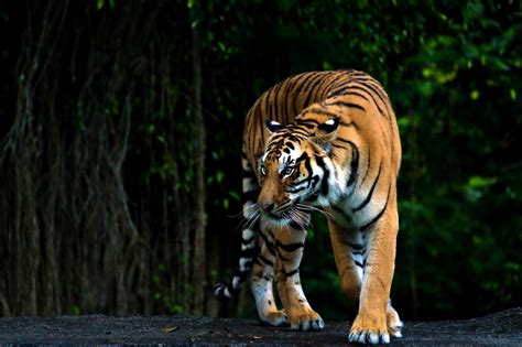 India's Tiger population reaches 3,682 amid 37% decrease in mortalities ...