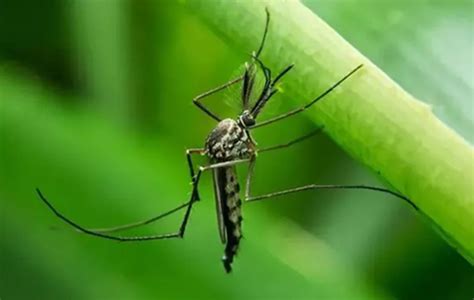 蚊子有秘功? 科学家们怎么发现的?----中国科学院高能物理研究所