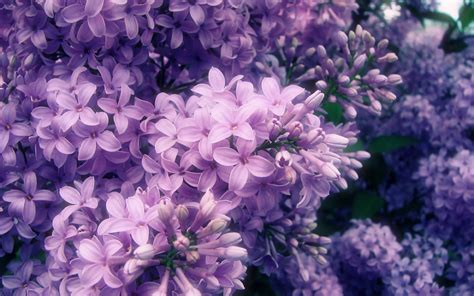 Download Purple Flower Close-up Flower Nature Lilac HD Wallpaper