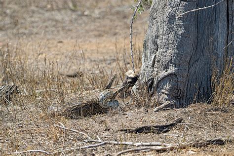 Image result for Python Attacks Badger