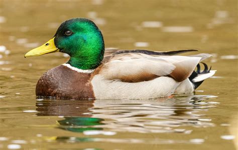 Duck Desktop Wallpaper Photos, Download The BEST Free Duck Desktop ...