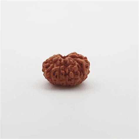 13 Mukhi Natural Indonesia Rudraksha Lab Certified – Dharmsaar
