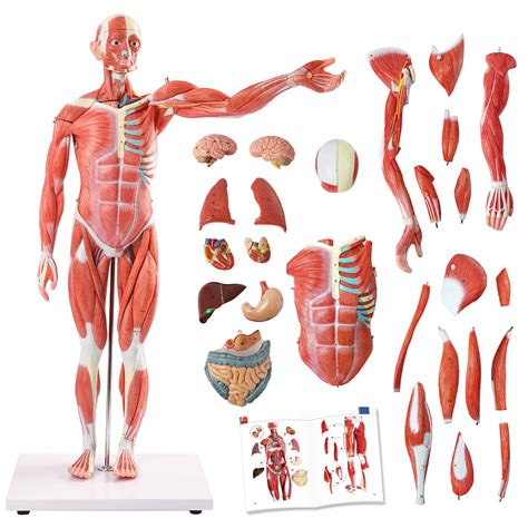 Human Muscles Ranked By Size at Gwen Mayer blog