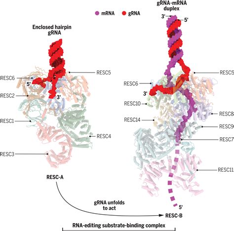 Mrna Structure 3d