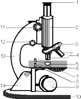 普通光学显微镜的结构图片