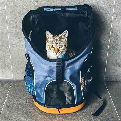 Cat Backpacks for Adventuring with Your Cat — Catexplorer
