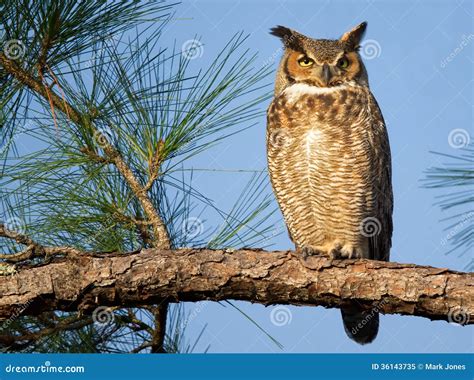 Pin by louishogan on Birds | Owl sewing, Great horned owl, Owl sewing ...