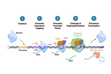Eukaryotic transcription factors fall into two categories. Which factors must always be present as t