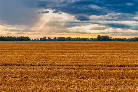 Field 的图像结果