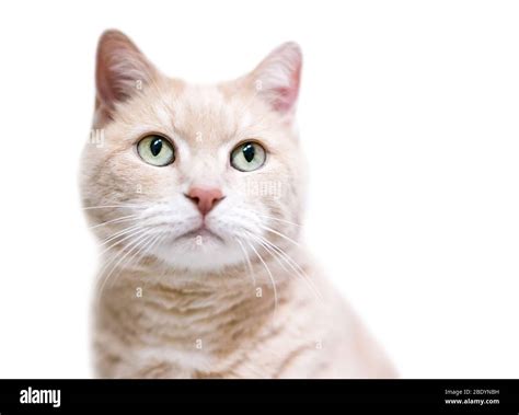 Buff tabby hi-res stock photography and images - Alamy