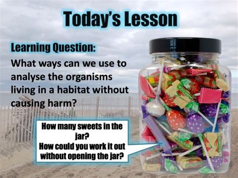 Image result for Sampling Using Quadrats BBC Bitesize