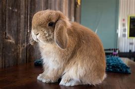 Image result for Holland Lop Colors Chart