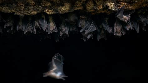 Bat Guano Cave