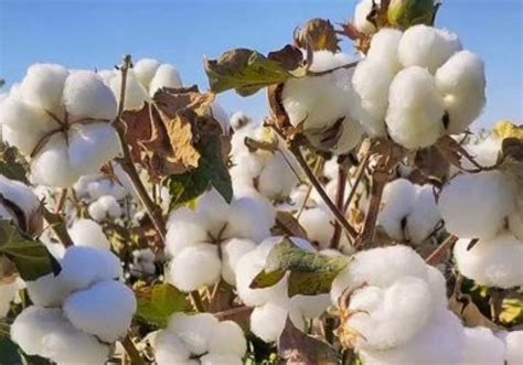 Cotton Crop Hit by Rains, Floods and Pests; Farmers Need Relaxation in ...