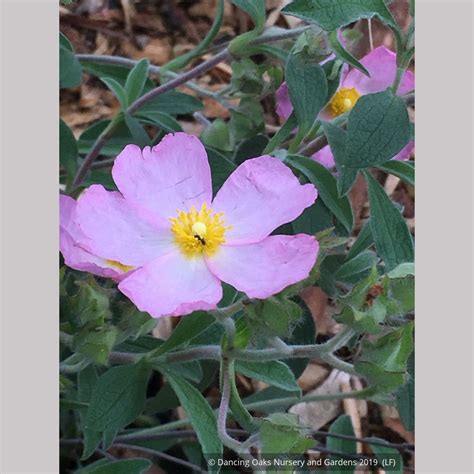 Cistus x argenteus 'Silver Pink', Silver Pink Rockrose – Dancing Oaks ...