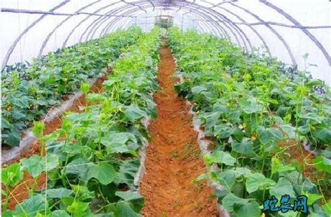 一亩地的常规蔬菜大棚种植成本及种植利润分析 - 知乎