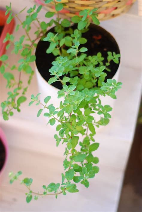 Firinlanmis Taze baharatli patates | SOFRAMIZ.com