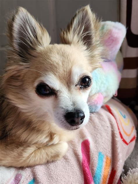 Papi is at the vets today for tests and xray - hoping he'll be okay : r/Chihuahua