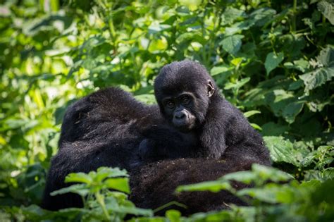 Mountain Gorilla Reproduction & Mating Habits Explained