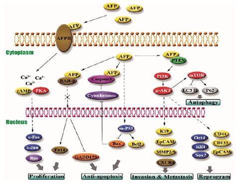 AFP Net Explained 的图像结果