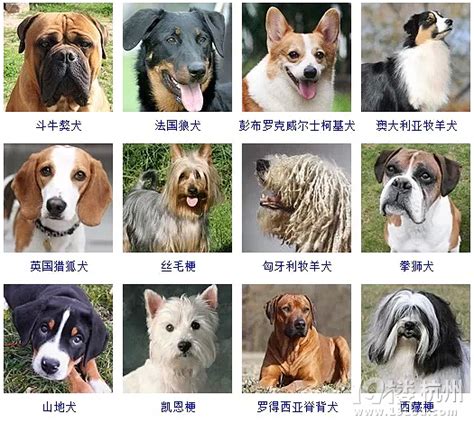 世界名狗品种大全，附名字介绍及图片赏析-宠物主人