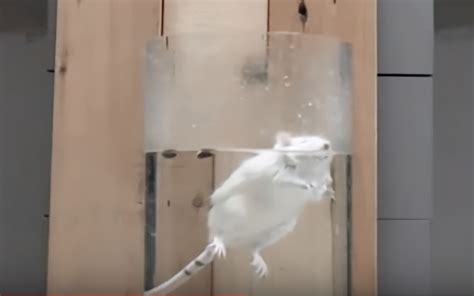 邪恶的动物实验：一位博士把老鼠扔进水桶，看能多久不死 - 哔哩哔哩