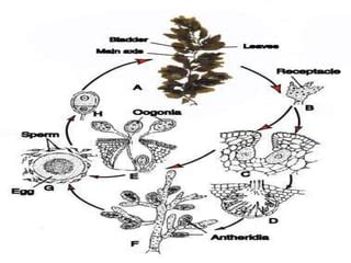 Image result for Echiler Classification System
